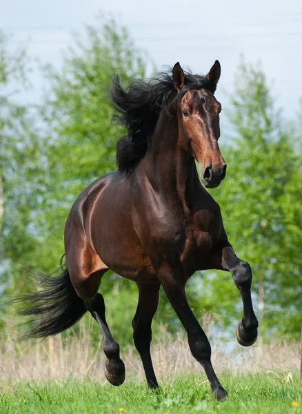 Andalusischer Hengst Sommerfeld — Stockfoto