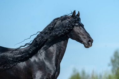 Beautiful frisian stallion  clipart