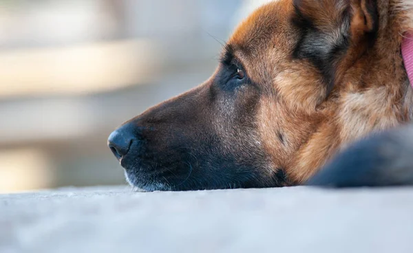 Duitse herder hond closeup — Stockfoto