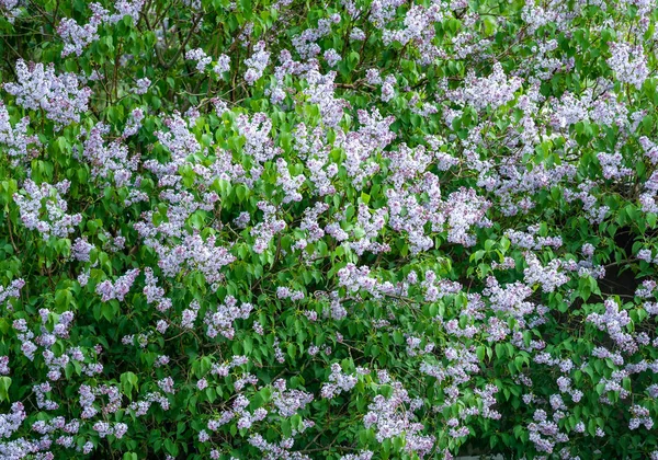 Purple Lilac Blossom Background — Stock Photo, Image