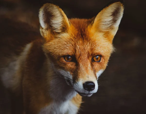 Carino Giovane Ritratto Volpe Rossa Estate Immagine Tonica — Foto Stock