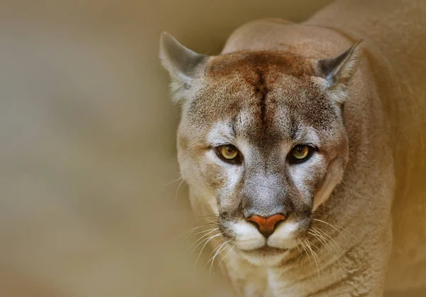 Γυναίκα Αρπακτικό Puma Βλέπουν Φωτογραφική Μηχανή — Φωτογραφία Αρχείου