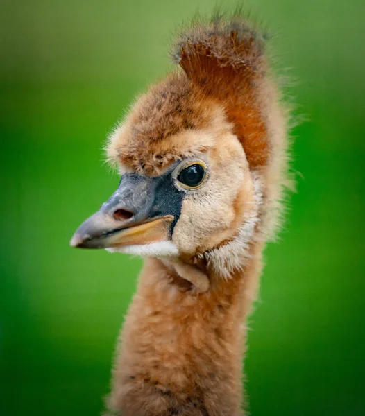 Portrait Bébé Une Grue Bleue Été — Photo