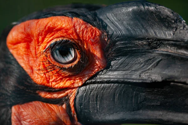 Βολή Closeup Ενός Gorndbill Πτηνών Μάτι Και Ράμφος — Φωτογραφία Αρχείου