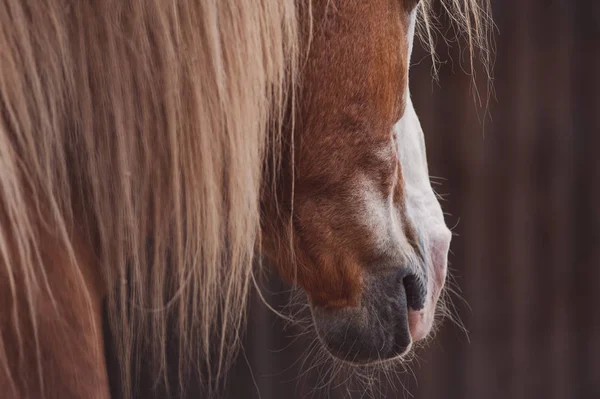 Palomino Horse Portrait Accent Mane — Stock Photo, Image