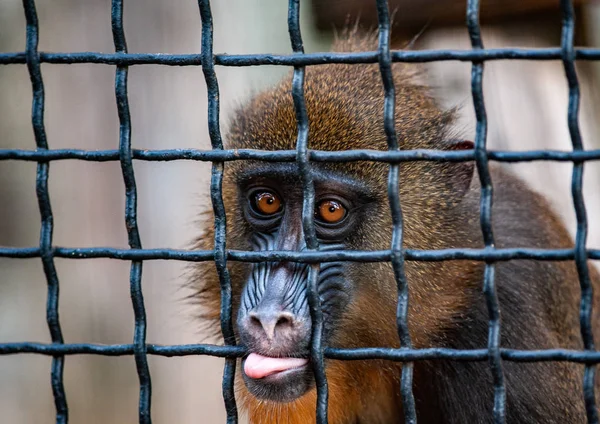 Mandrill Monkey Fence Looks Camera Sadly — Stock Photo, Image