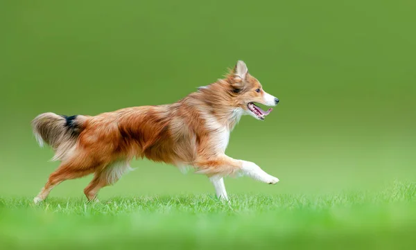 Sable Border Collie Corriendo Hacia Adelante Campo Verano —  Fotos de Stock