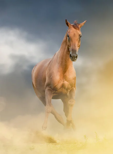 Красивий Каштановий Кінь Дикій — стокове фото