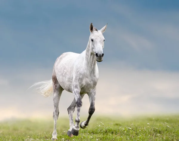 Caballo Manzana Gris Corre Campo Con Cielo Nublado Sobre Fondo — Foto de Stock