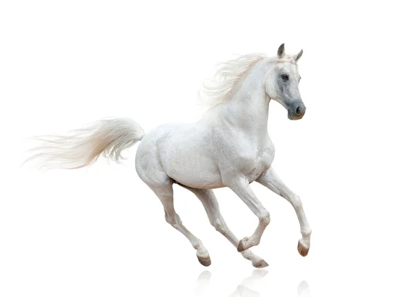 Snövit Arabian Stallion Isolerade — Stockfoto