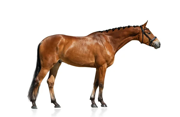 Purebred horse standing isolated — Stock Photo, Image