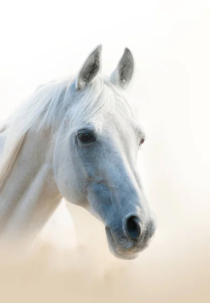 Ritratto di cavallo arabo bianco — Foto Stock