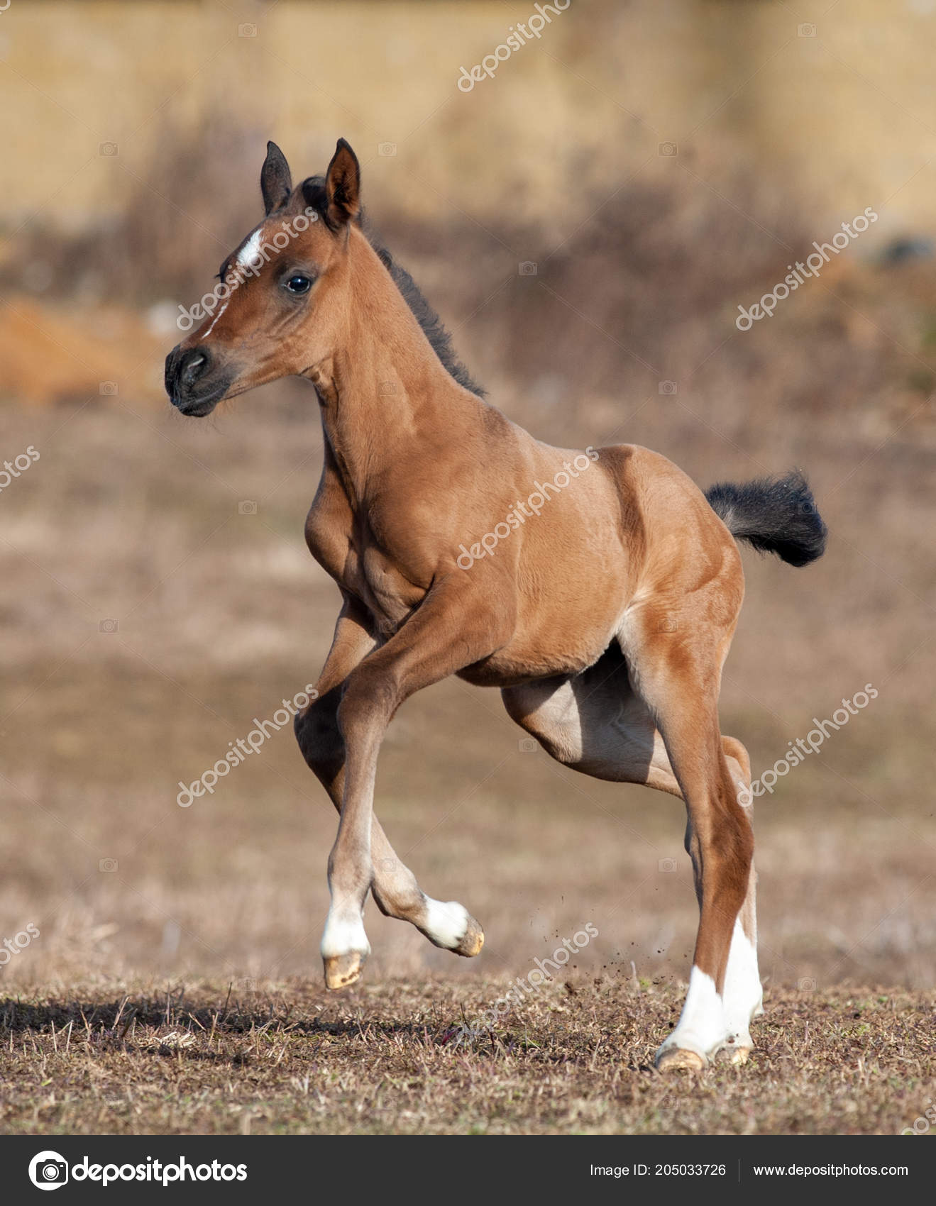 Petit Poulain Mignon Images Libres De Droit Photos De Petit Poulain Mignon Depositphotos