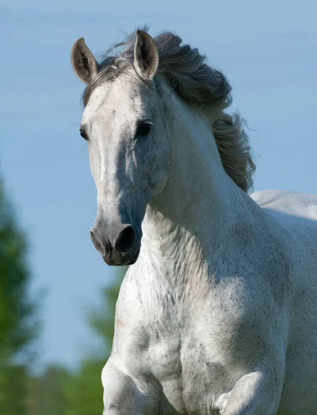 Stallone Andaluso Grigio Ritratto Movimento — Foto Stock