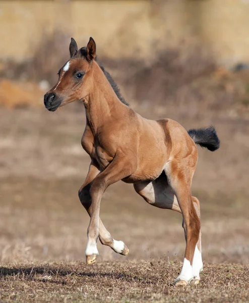 Cute Little Foal Running Early Spring — Stock Photo, Image