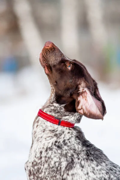 Söt Hund Ser Ägaren Vintern Porträtt — Stockfoto