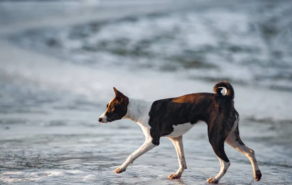 Собака Basenji Ранньому Весняному Полі Ходьби — стокове фото