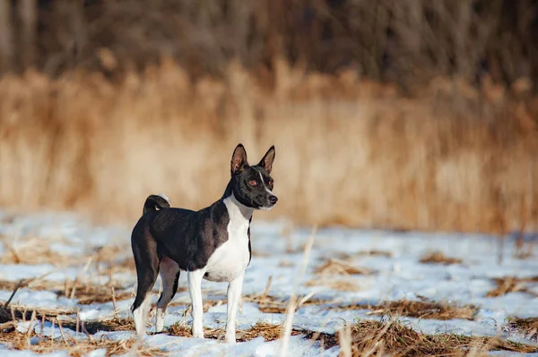 Svartvit basenji hund — Stockfoto