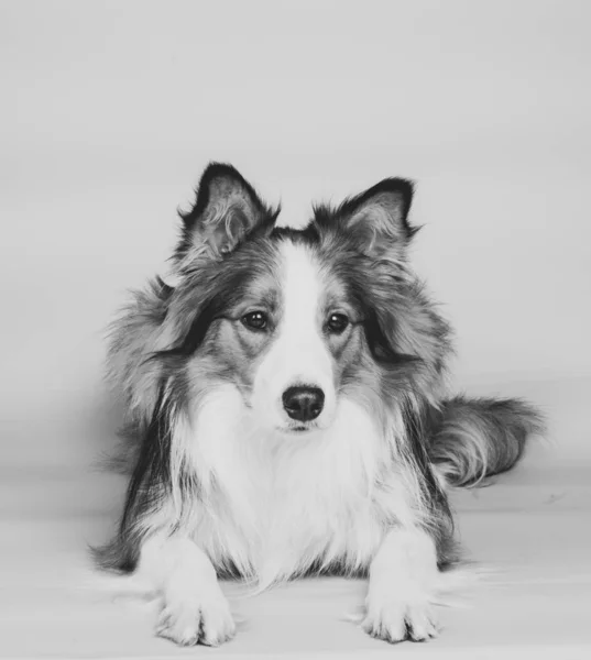 Bello Border collie dog — Foto Stock