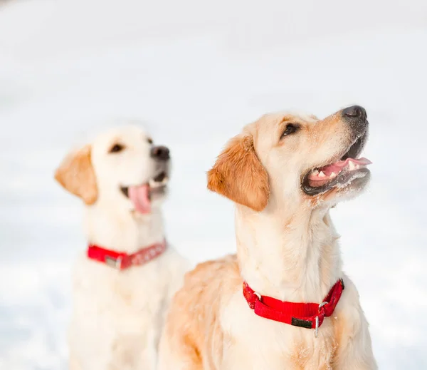 Twee schattige retriever pups — Stockfoto