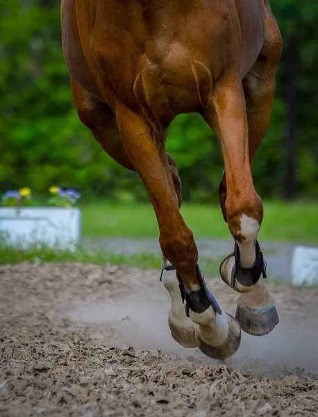 Pferdetraining Sommer Auf Der Koppel — Stockfoto