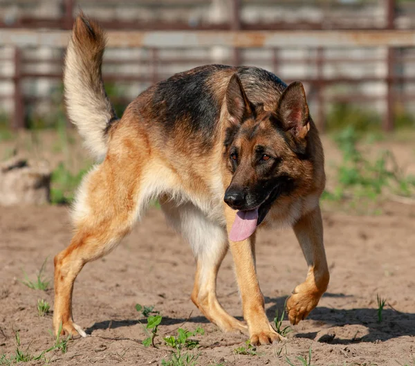 Beau Chien Berger Allemand Dans Paddock — Photo