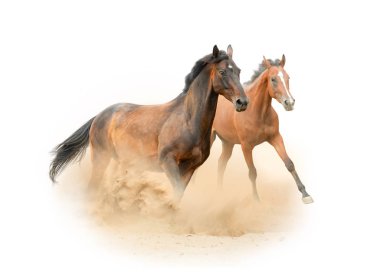 Beautiful purebred horses running on the wild clipart