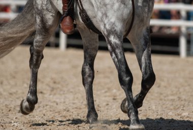 Dapple gray andalusian horse under rider closeup clipart