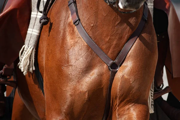 Foto de Cavalo Pulando Obstáculos Durante O Treinamento De Escola