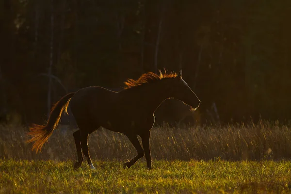 Häst i kontur ljus i solnedgången — Stockfoto