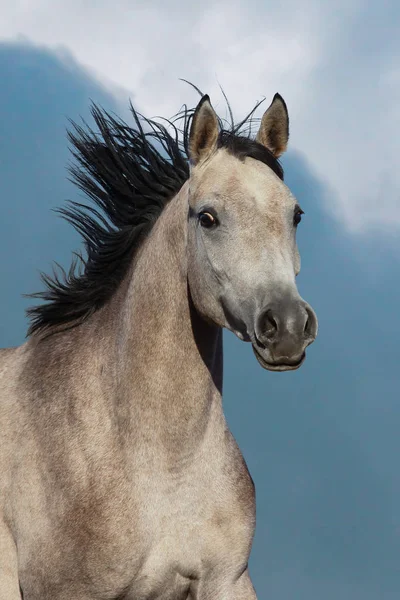 Красивый арабский портрет лошади — стоковое фото