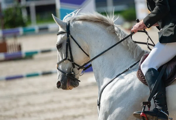 ショーの跳躍選手権の白い馬のライダー — ストック写真