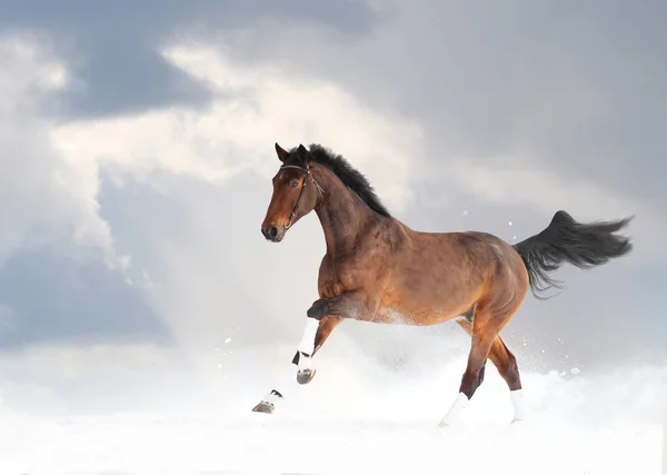 Cavallo Purosangue Che Corre Nella Neve Sotto Cielo Nuvoloso — Foto Stock