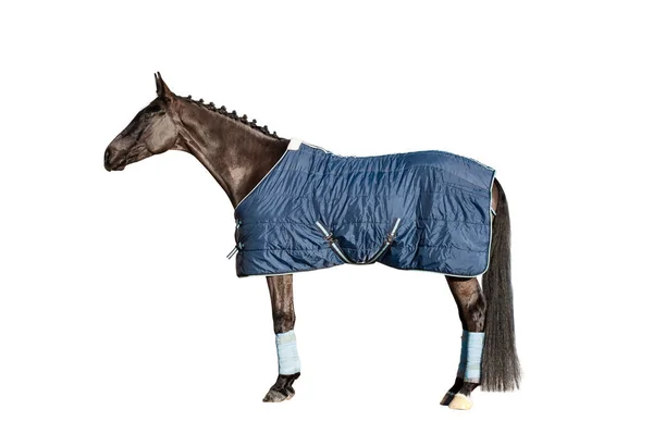 Лошадь Всей Длине Одеяле Изолированы Стоя — стоковое фото