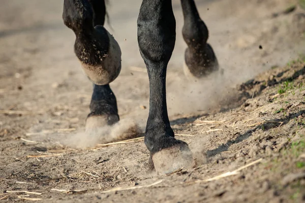 Running Horse Hooves Paddock Closeup — Stock Photo, Image