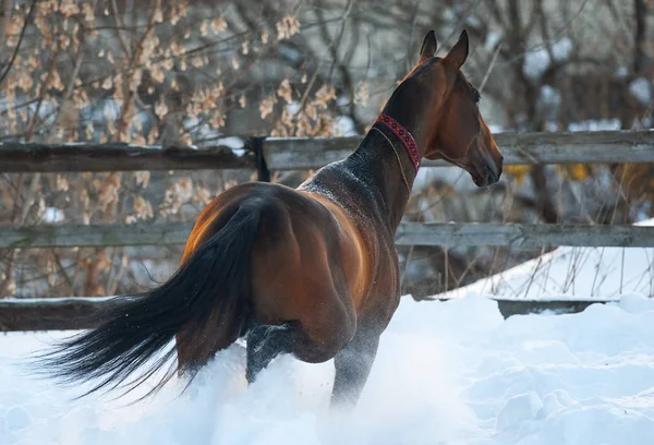 Bellissimo Stallone Akhal Teke Che Cammina Nel Paddock Invernale Innevato — Foto Stock