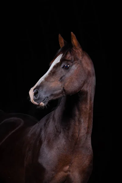 Welsh pony hengst — Stockfoto
