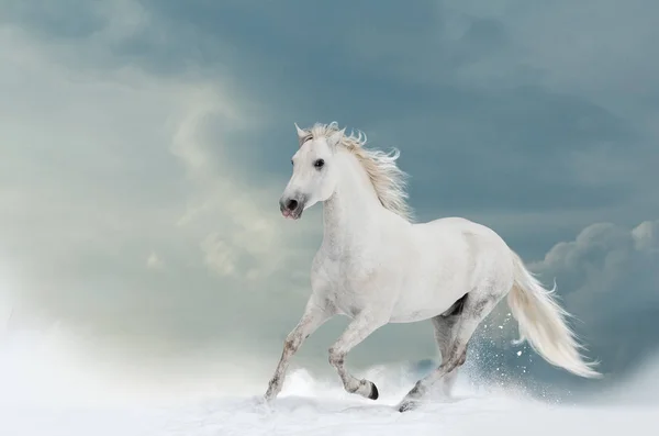 Beautiful white stallion in winter — Stock Photo, Image