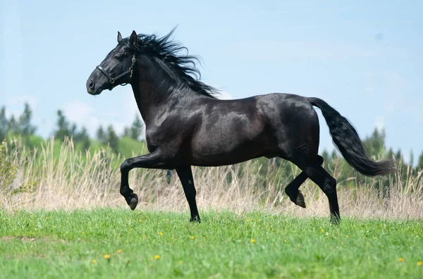 Corbeau Andalou Cheval Courir Sur Liberté — Photo