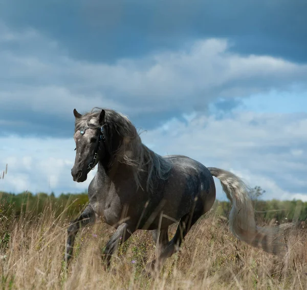 Andalusian Stallion Autumn Running Stormy Skies — Stock Photo, Image