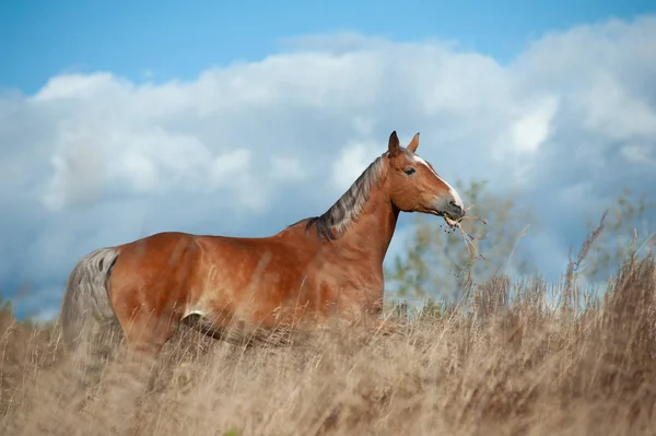 自由に放牧場で馬をパロミノ — ストック写真