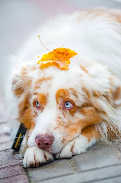 Sonbahar Konsepti Mavi Gözlü Mapple Yaprak Başına Köpekle — Stok fotoğraf