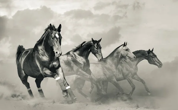 Beau Troupeau Chevaux Dans Des Tons Monochromes — Photo