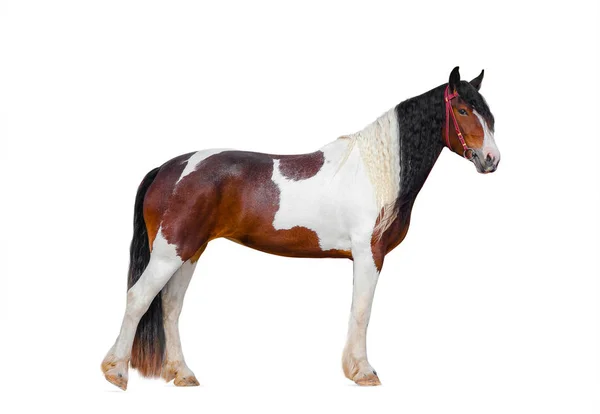 Pinto Gypsy Horse Irish Cob Isolated White — Stock Photo, Image