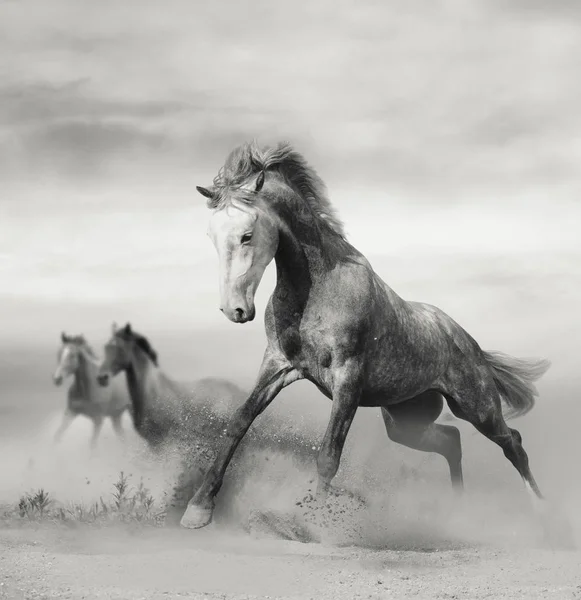 Prachtige wilde paarden op vrijheid — Stockfoto