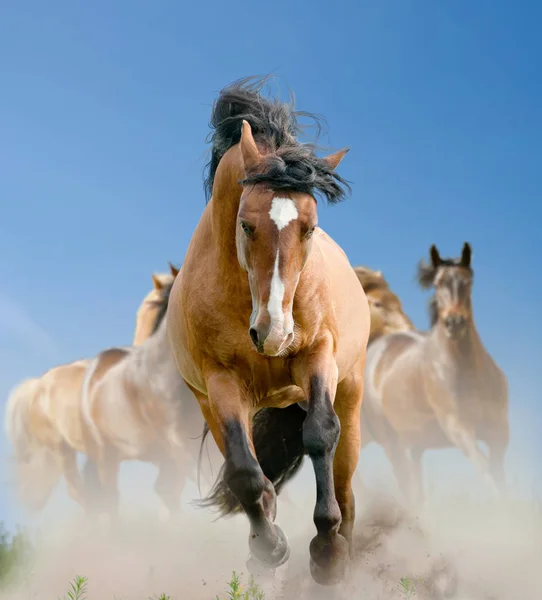 Kudde Wilde Paarden Zomer Die Wildernis Werking — Stockfoto