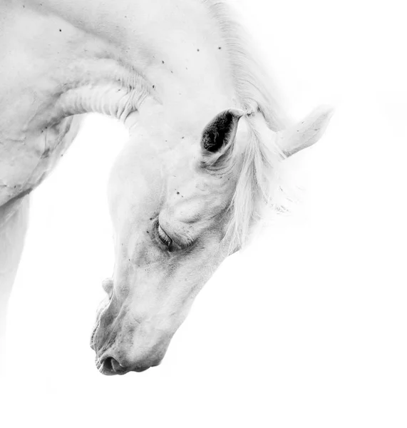 Vackra vita hästen — Stockfoto