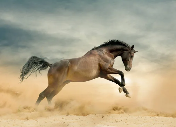 草原上的野生种马 — 图库照片