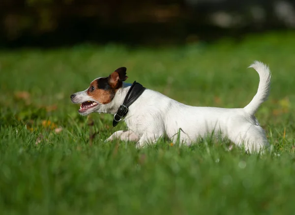 Jack Russel Terriër Een Punt Zomer — Stockfoto