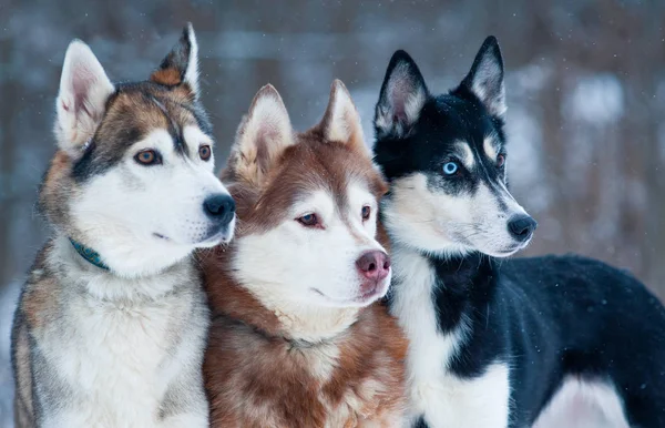 Drie Prachtige Honden Van Een Portret Van Siberische Husky Ras — Stockfoto